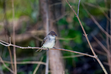Eastern Phoebe (Sayornis phoebe) in metropark in Ohio