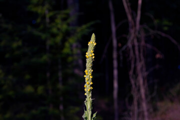 The great mullein, greater mullein or common mullein (Verbascum thapsus)
native to Europe, northern Africa, and Asia, and introduced in the Americas and Australia.