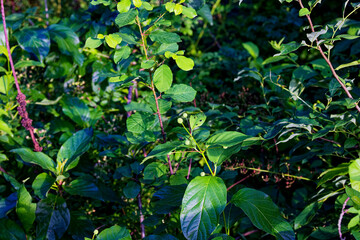 Common names  buttonbush, common buttonbush, button-willow, buck brush and honey-bells (Cephalanthus occidentalis ). Speciesnative to eastern and southern North America 