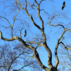 Delaware and Raritan canal state park trail tree branches against blue sky, kingston, princeton, New Jersey, USA