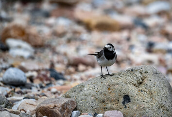 Small black and white pied wagtail is standing on a rock on a pebble beach
