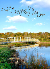 Scenic autumn in the park, Boyd Park, New Brunswick, New jersey