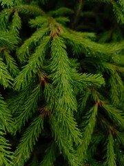 background leaves with drops of water pine needles spruce tree decorative macro photo, green wallpaper texture summer colorful