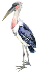 Marabou bird watercolor illustration isolated on white