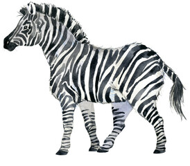 Zebra wildlife animals watercolor illustration