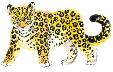 Watercolor leopard illustration isolated on white. African animals series