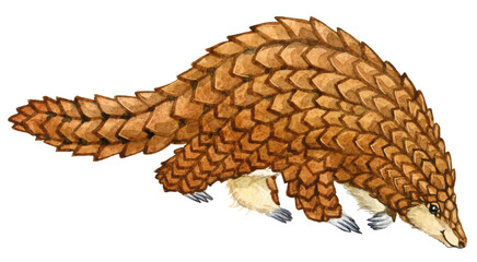 Watercolor Pangolin illustration on white. African animal series