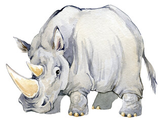 Fototapeta premium Watercolor Rhinoceros illustration on white. African animal.