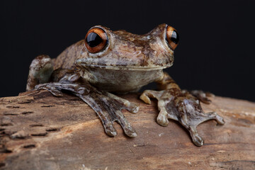 Portrait of a Giant Gladiator Treefrog on a branch
