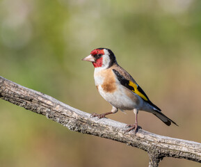 European goldfinch, Carduelis carduelis. A bird sitting on a branch on a beautiful flat background