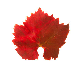 Old autumn Grape  leaf isolated on white background