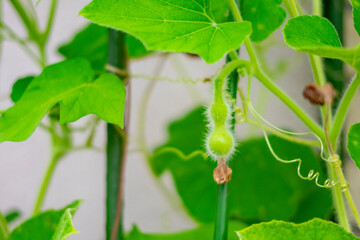 ヒョウタンの小さな実