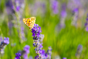 Butterflies on spring lavender flowers under sunlight. Beautiful landscape of nature with a panoramic view. Hi spring. long banner