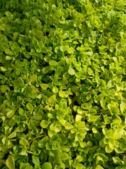 background of small green creeping plants, green eco carpet