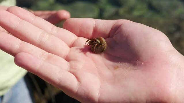 Hermit crab in the palm of your hand