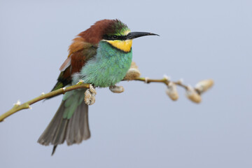 An European Bee-eater perched on a branch
