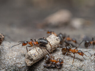 Nahaufnahme einer Gruppe roter Waldameisen (Formica) beim Überqueren eines kleinen Holzstücks.
