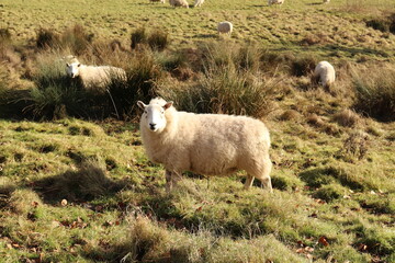 Rural scenery in the UK