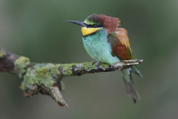 An European Bee-eater perched on a branch
