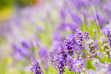 Naklejka premium Spring lavender flowers under sunlight. Lilac flowers close up. Beautiful landscape of nature with a panoramic view. Hi spring. long banner