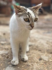 cat on the beach