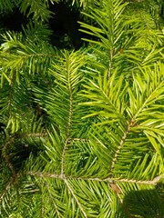 Fototapeta premium macro photo needles leaves Christmas tree spruce pine