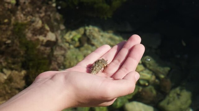 Hermit crab in the palm of your hand