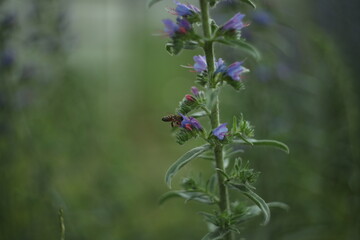 Purple flowers of viper's bugloss in the nature. Wild meadow