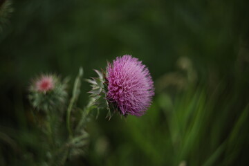 Bright violet milk thistle flowers in nature