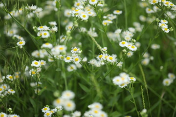 Fototapeta premium Pattern of white erigeon flowers in nature