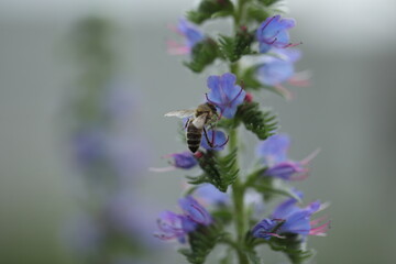 Purple flowers of viper's bugloss in the nature. Wild meadow