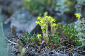 Goldmoss sedum yellow flowers in nature