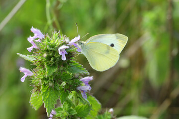 Southern small white butterfly on pink flower