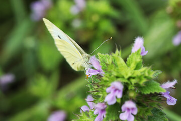Southern small white butterfly on pink flower