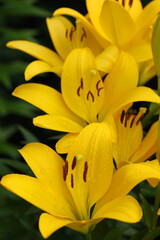 Beautiful yellow lily flowers. Summer flowers close up