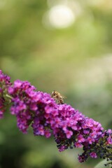 Obraz premium a striped bee sucks nectar from a blooming plant