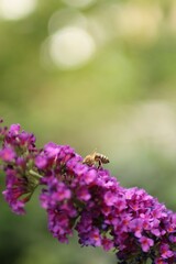 a striped bee sucks nectar from a blooming plant