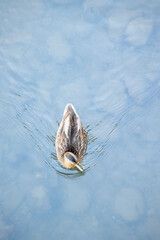 A single duck glides smoothly on the surface of a water body, creating gentle ripples around it, capturing an essence of calm and tranquility in nature's habitat.