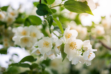 Blooming natural jasmine flowers sprig branch in sunlight in summer. Flowering bush in summertime season