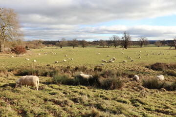 Obraz premium Rural scenery in the UK