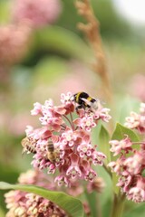 a striped bee sucks nectar from a blooming plant