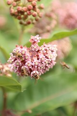 a striped bee sucks nectar from a blooming plant