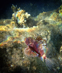 Shortfin Lionfish (Dendrochirus brachypterus) inhabits coral reefs, often upside down.  Their beautiful feathery pectoral and dorsal fins are highly venomous