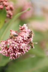 a striped bee sucks nectar from a blooming plant