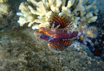 Shortfin Lionfish (Dendrochirus brachypterus) inhabits coral reefs, often upside down.  Their beautiful feathery pectoral and dorsal fins are highly venomous