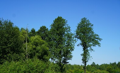 view of the crowns of trees with green leaves in a grove against the blue sky in summer while traveling in Europe during vacations and vacations