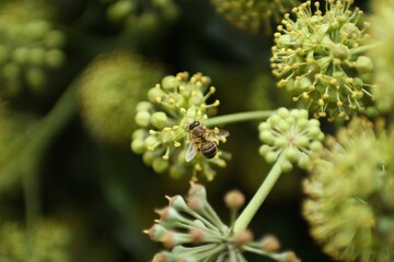 a striped bee sucks nectar from a blooming plant