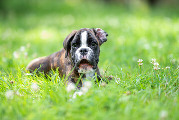 Beautiful purebred natural brindle boxer puppy 11 week old posing, blurred and calm green background, summer colors. Close up pet portrait in action high quality.