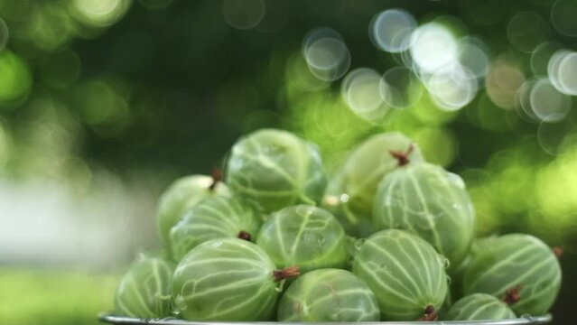 Close up of rotation gooseberries with drops water. Vitamin summer food. Fresh berries on nature background at warm day. Berry harvest concept. Slow motion