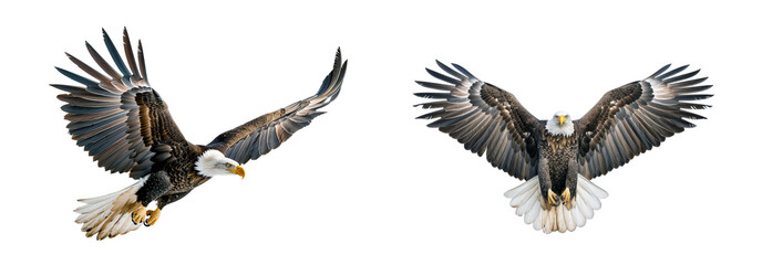 Fototapeta premium eagle bald Isolated on transparent background, PNG
